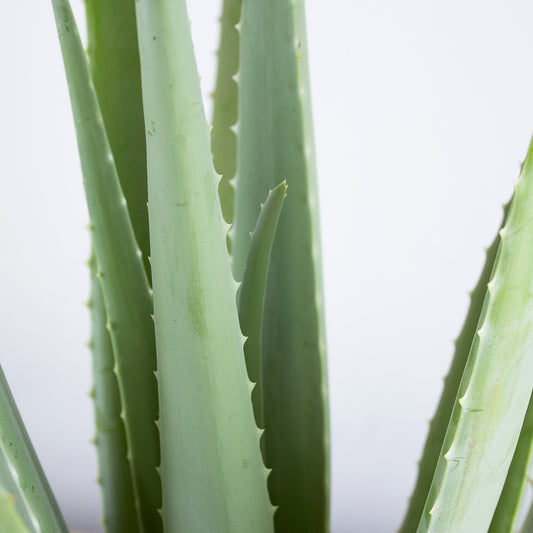 Aloe vera 'M'