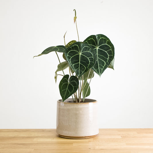 Anthurium Clarinervium 'M'