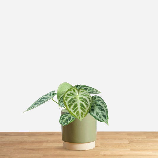 Anthurium Silver Blush 'S'