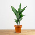 Aspidistra Elatior 'M'