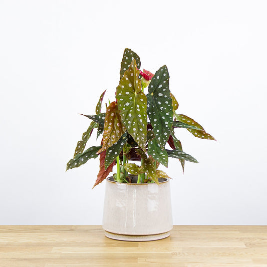 Begonia Maculata 'L'