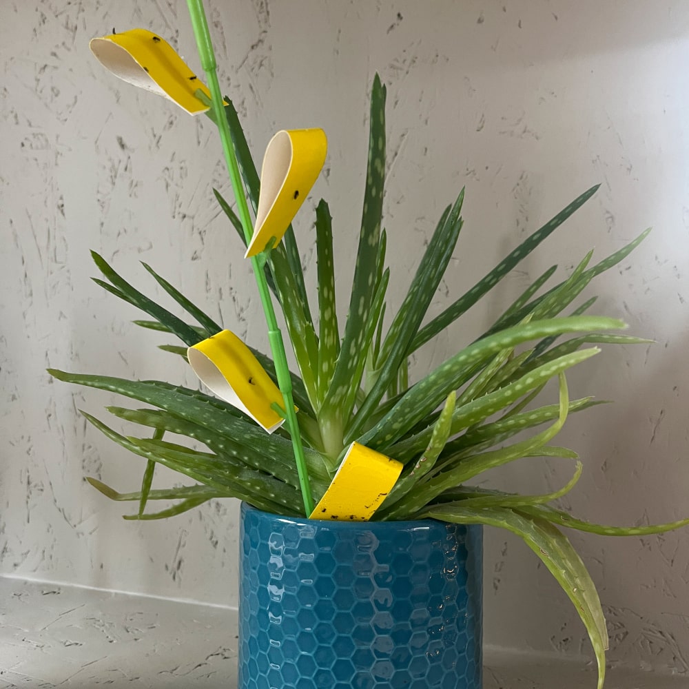 SOS dárkový box první pomoci pro pokojovky