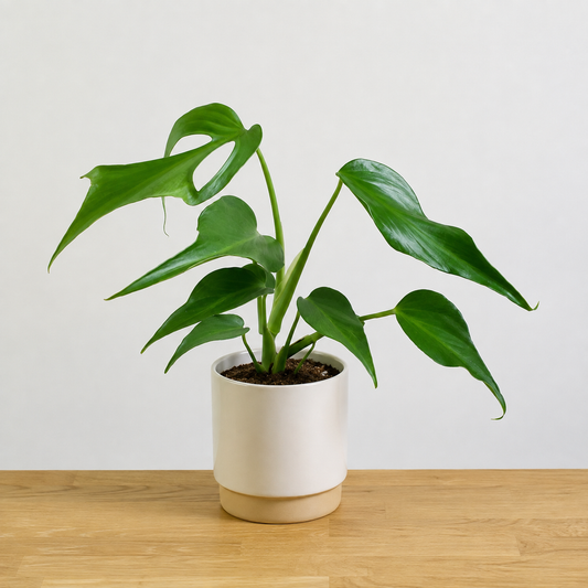 Monstera Burle Marx Flame