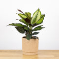 Calathea Beauty Star (V)