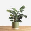 Calathea Burle Marxii