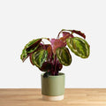 Calathea Medallion 'L'