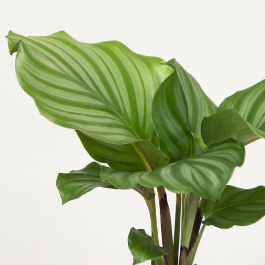 Calathea Orbifolia 'M'