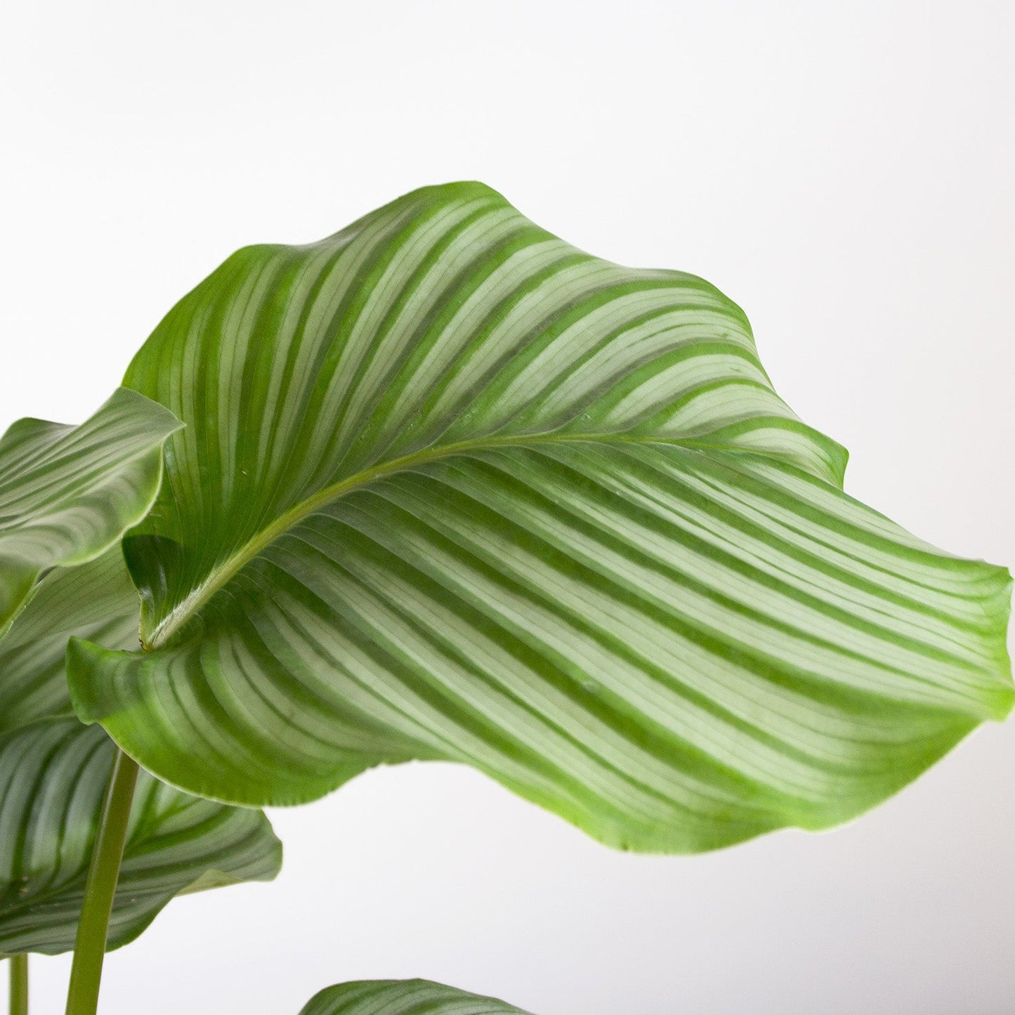Calathea Orbifolia 'M'