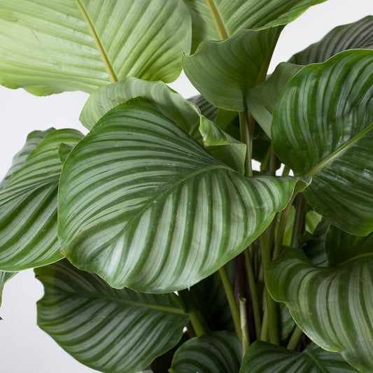 Calathea Orbifolia 'L'