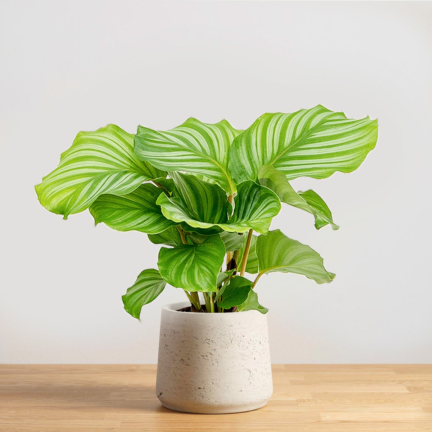 Calathea Orbifolia 'S'