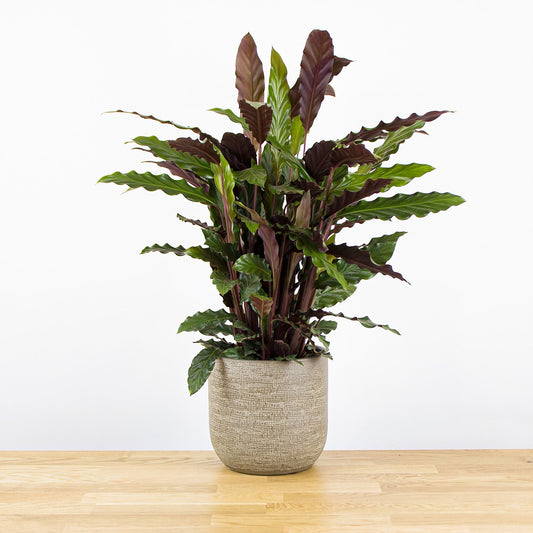 Calathea rufibarba 'M'