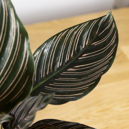 Calathea Sanderiana 'S'
