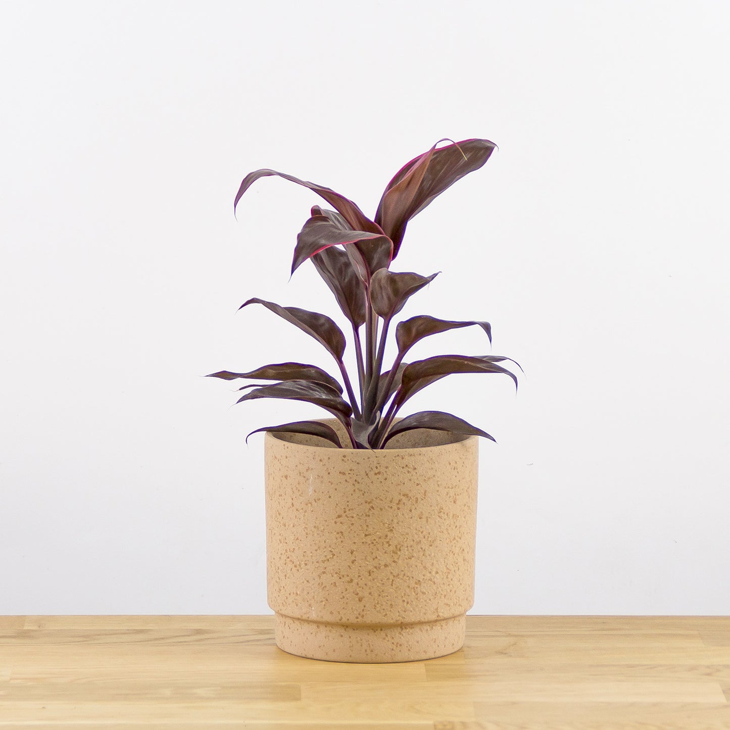 Cordyline frutisoca Conga