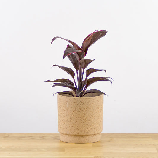 Cordyline frutisoca Conga