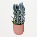 Elho Vibes Fold Delicate Pink flower pot