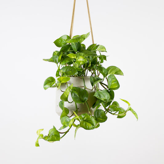 Epipremnum Global Green - závěsný