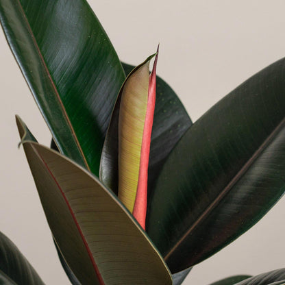 Ficus Abidjan