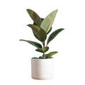 Ficus Robusta 'S'