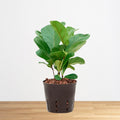 Ficus Lyrata Bambino - hydroponics