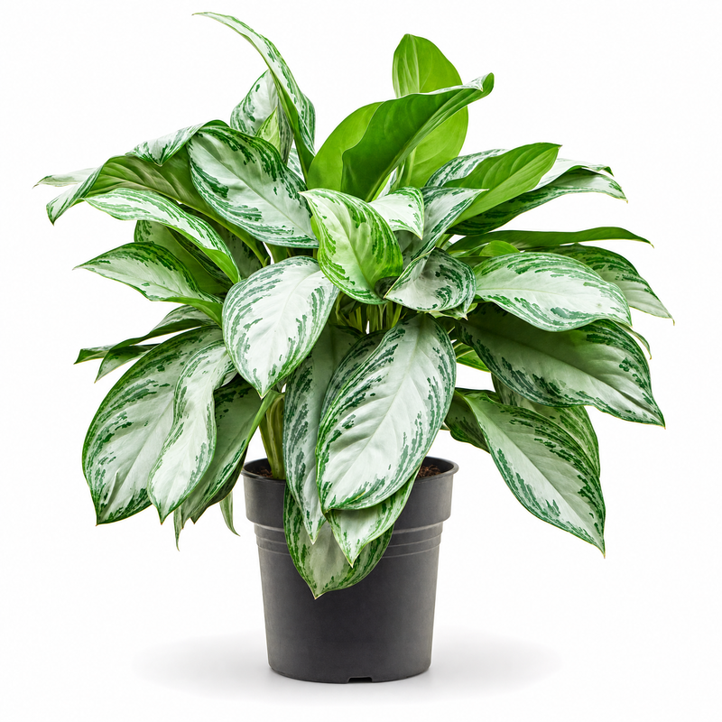 Aglaonema Silver Bay v květináči