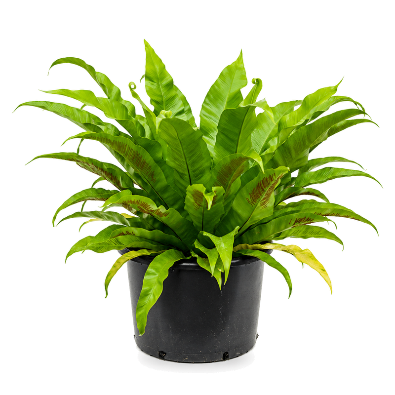 Asplenium antiquum v květináči