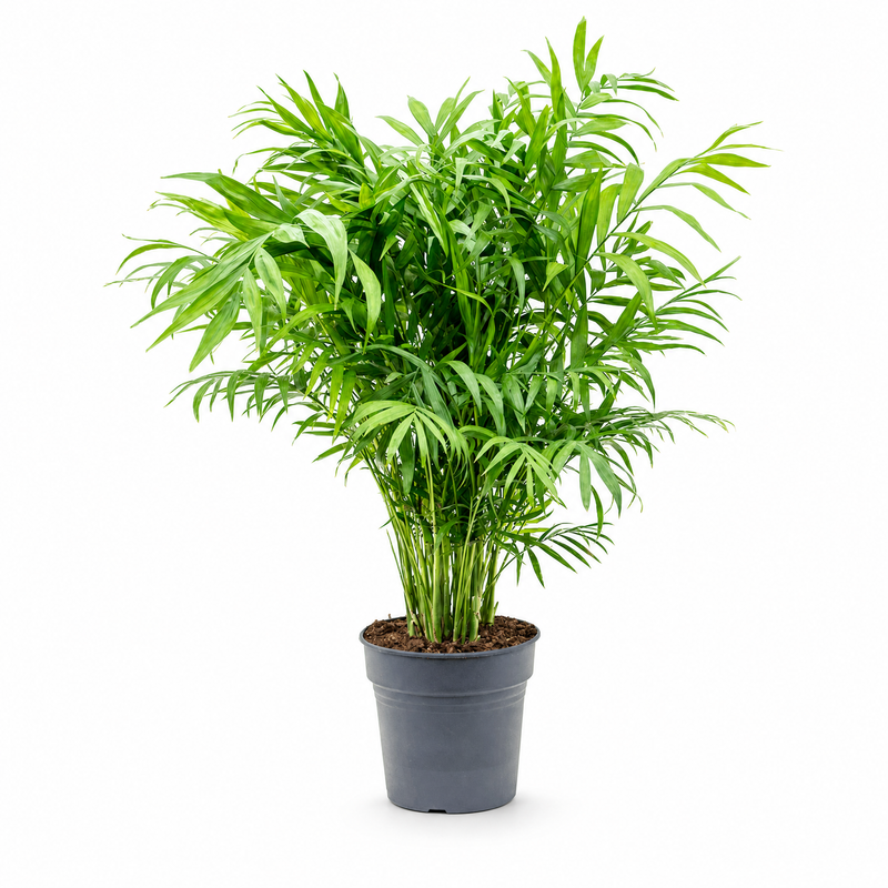Chamaedorea elegans v květináči