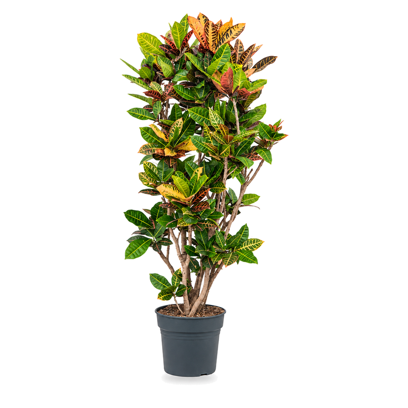 Codiaeum variegatum Petra v květináči
