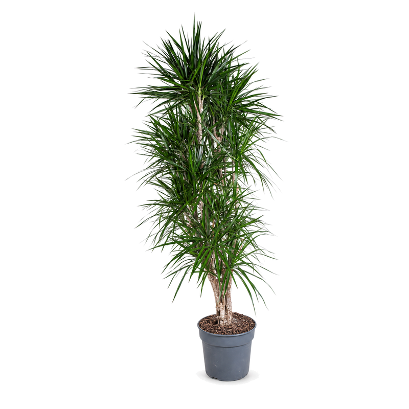 Dracaena marginata Branched v květináči