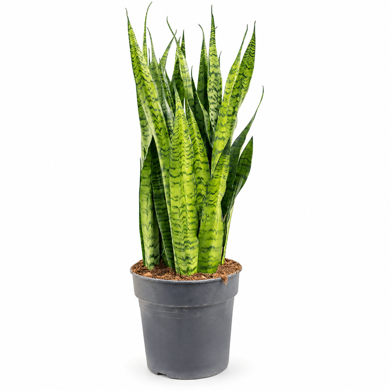 Sansevieria trifasciata v květináči