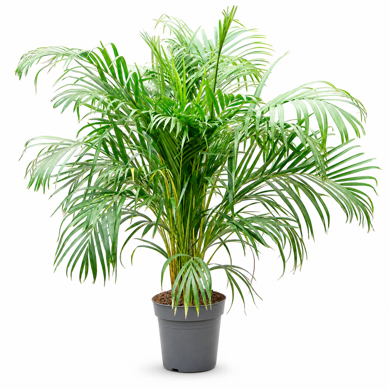 Dypsis (Areca) lutescens v květináči