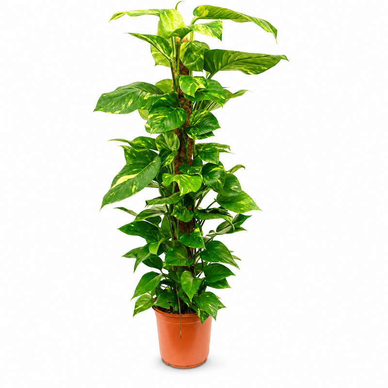 Epipremnum Golden v květináči
