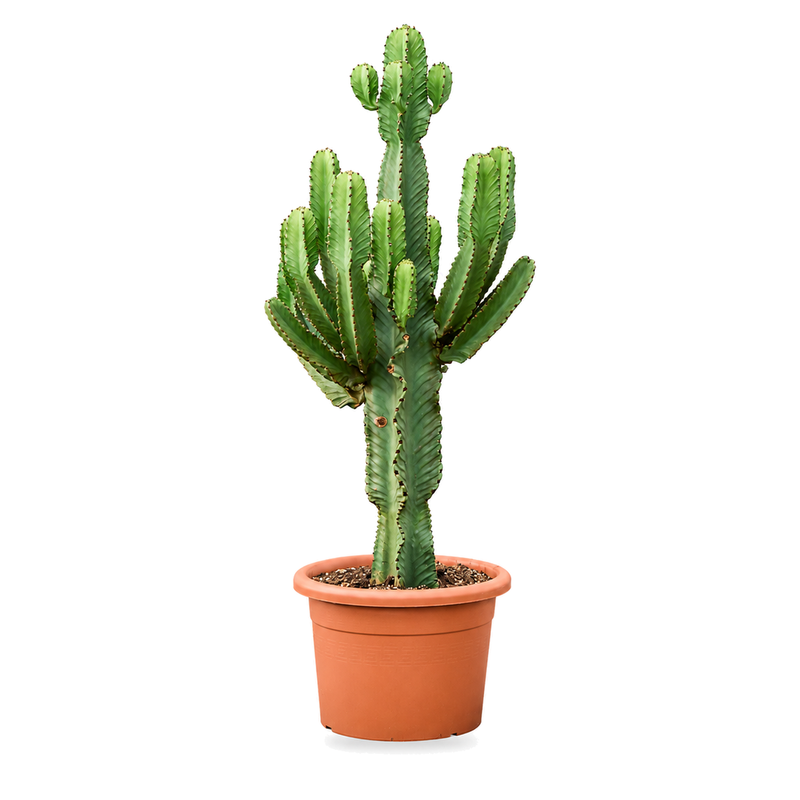 Euphorbia ingens v květináči