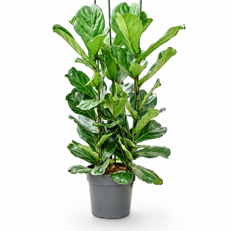Ficus lyrata v květináči