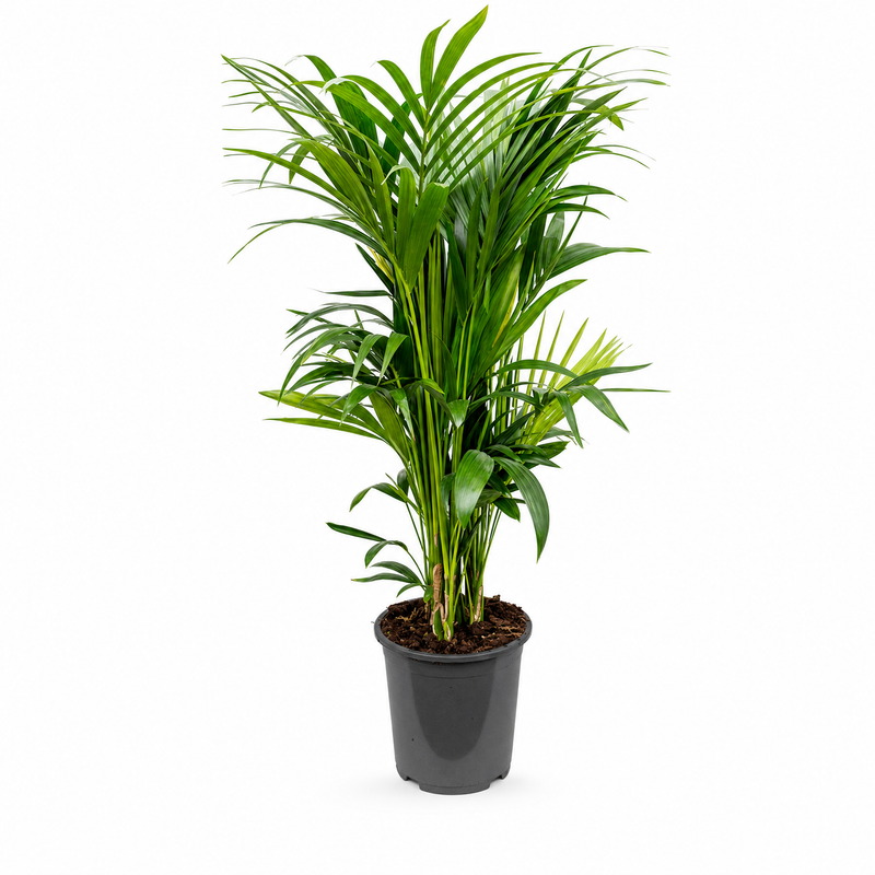 Kentia (Howea) forsteriana v květináči