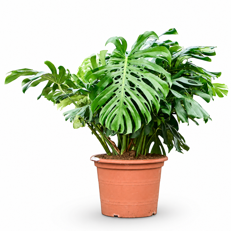 Monstera deliciosa v květináči
