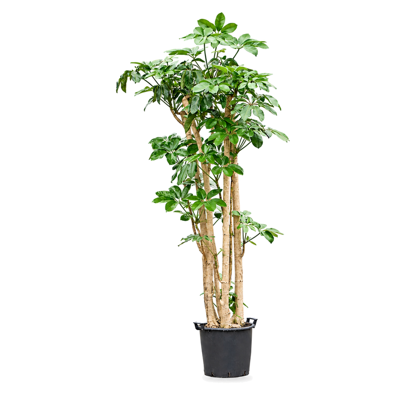 Schefflera actinophylla Amate v květináči