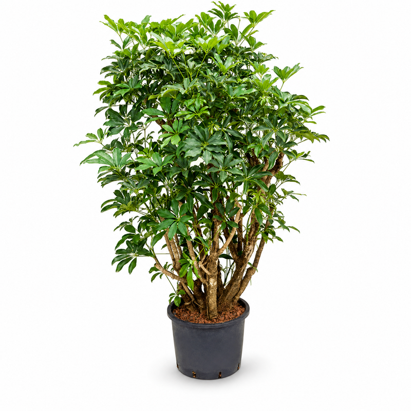 Schefflera arboricola Compacta v květináči