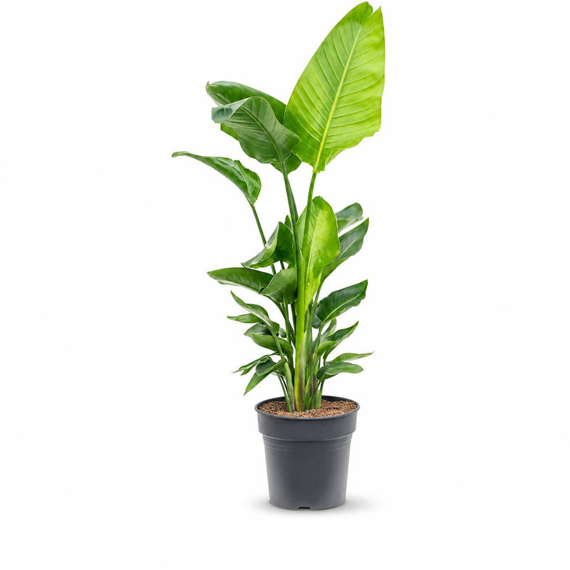 Strelitzia nicolai v květináči