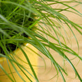 Cyperus Zumula 'Cat Grass'