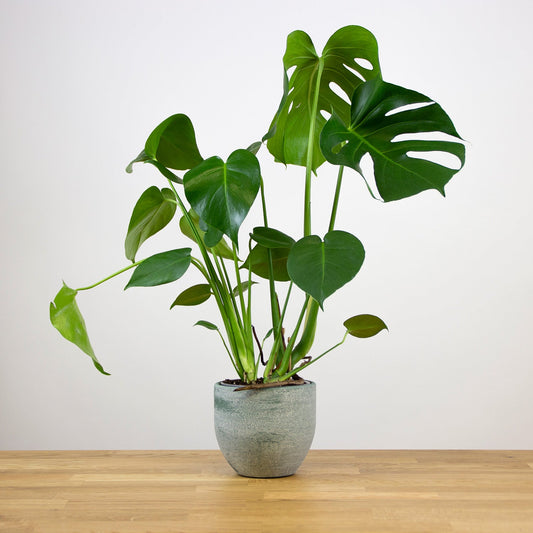 Monstera Deliciosa 'S'
