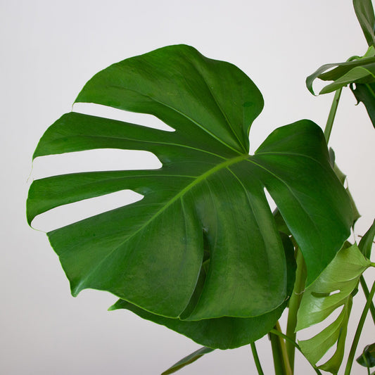 Monstera Deliciosa 'XL'