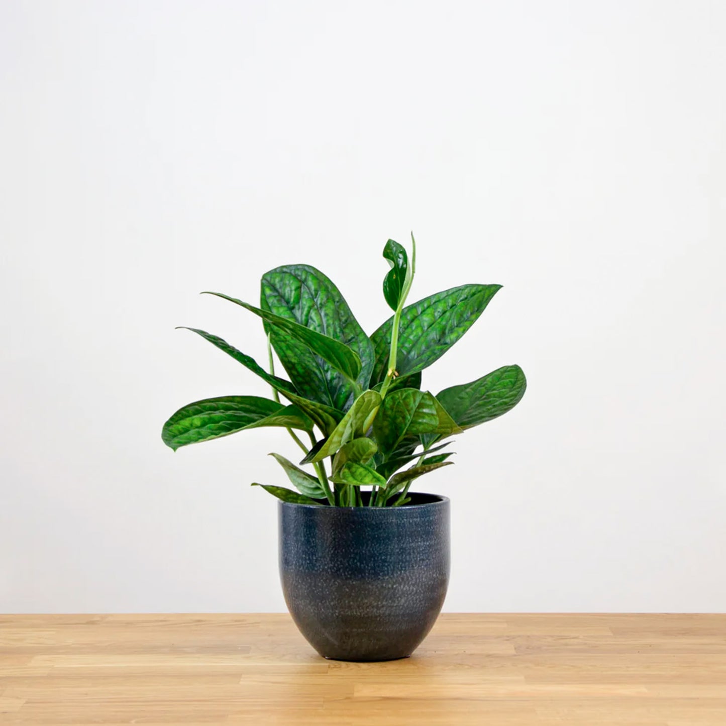 Monstera Karstenianum