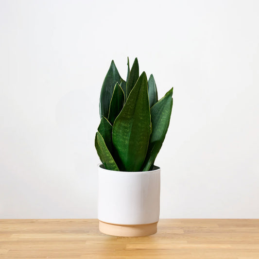 Sansevieria Black Diamond 'S'