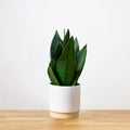 Sansevieria Black Diamond 'S'