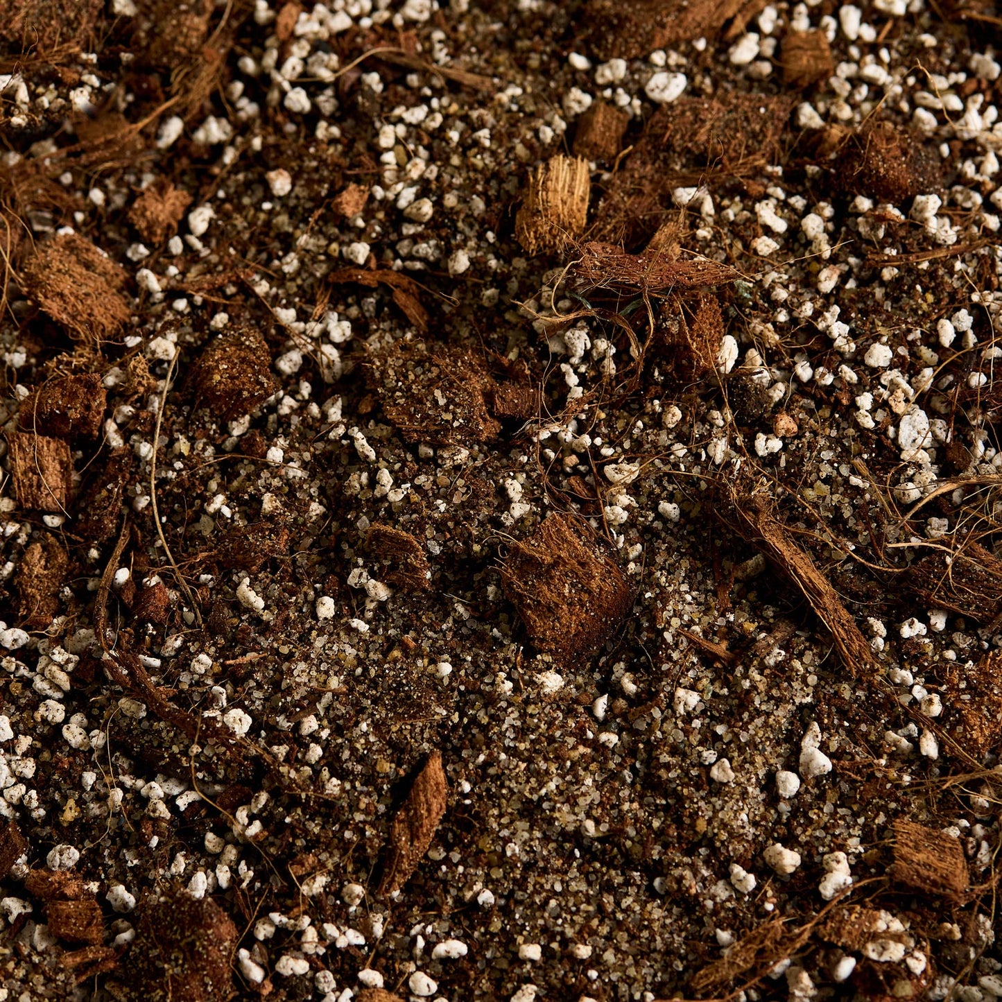 Náš substrát bez rašeliny - Alocasia