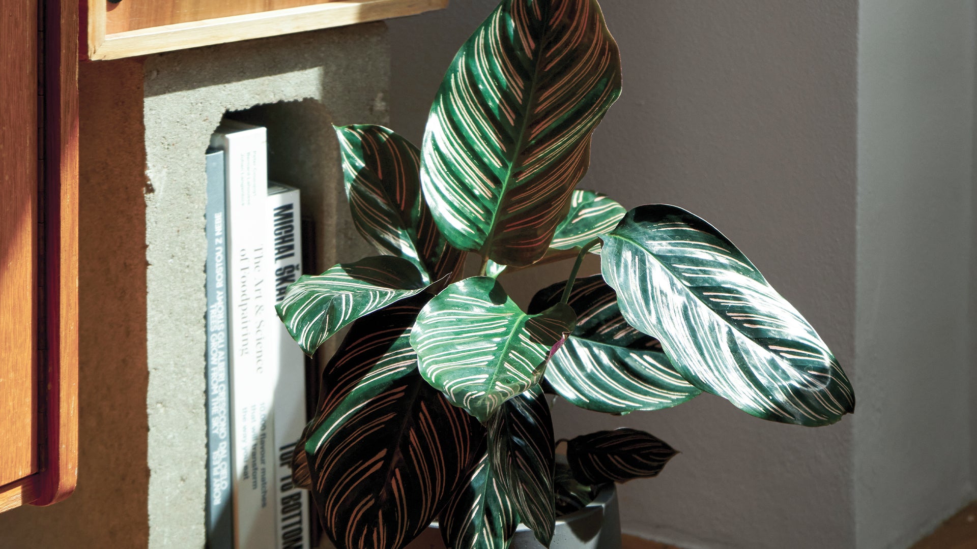 Inspirace na dárek z Dej mi pokojovku