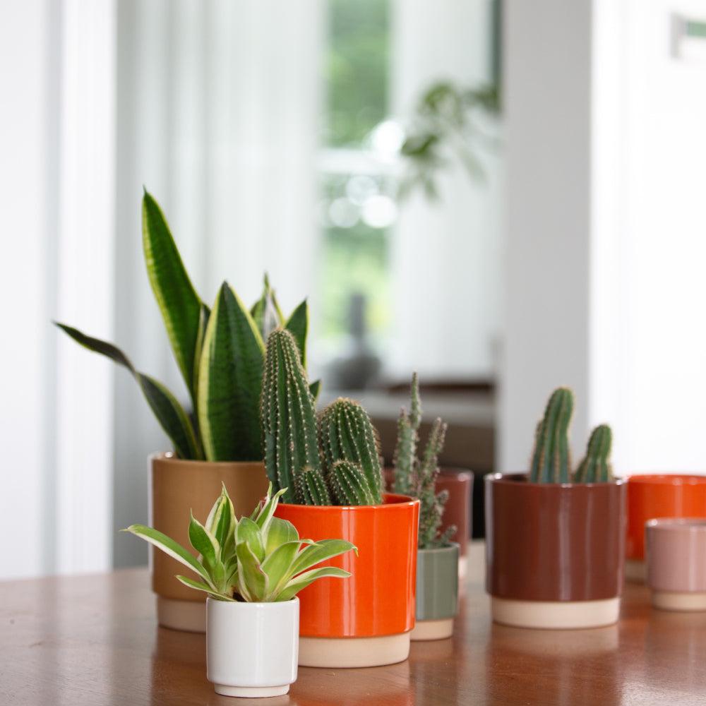 Obal na květináč Eno Hořčicová