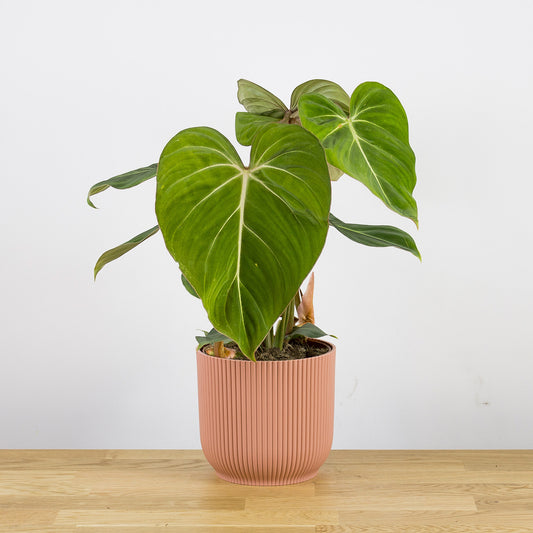 Philodendron Gloriosum