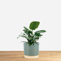 Philodendron Imperial Green 'L'