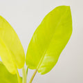 Philodendron Malay Gold - hydroponics